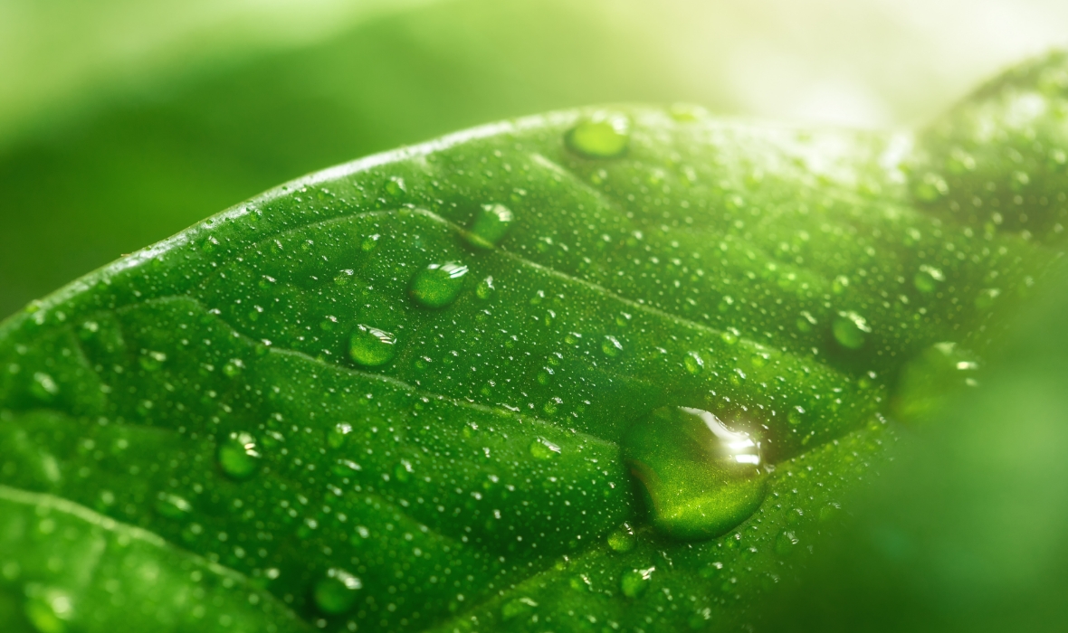 アースボールGreenとは